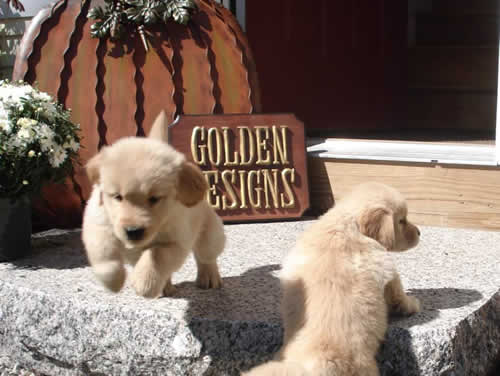 Colonial Goldens at play