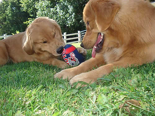 Colonial Goldens at play
