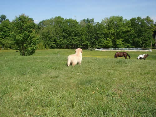 Colonial Goldens puppy in a field
