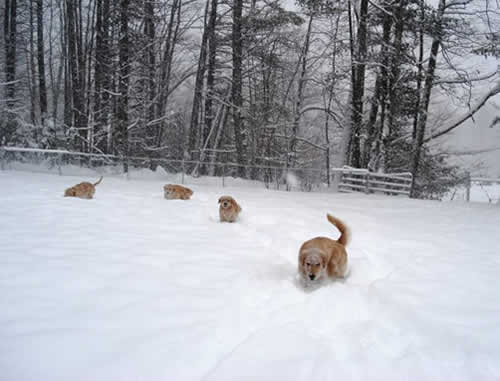Colonial Goldens playing in snow