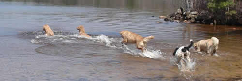 Colonial Goldens playing at the lake