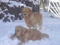 Pal and Lucky play in the snow